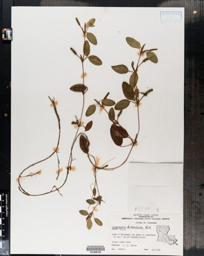 Potamogeton diversifolius