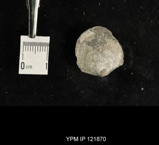 undet. Atrypidae