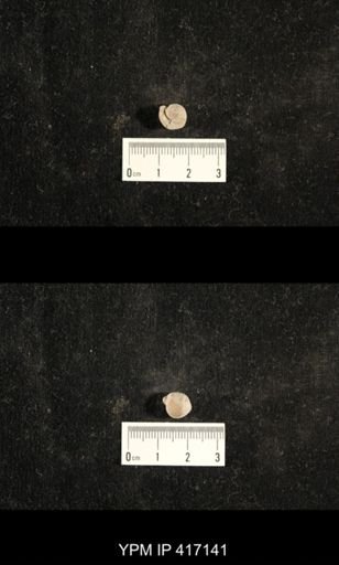 Euphemites carbonarius