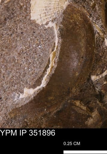 undet. Bivalvia