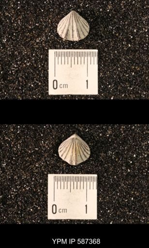 Camarotoechia whitei