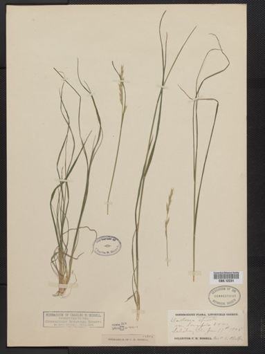 Danthonia spicata
