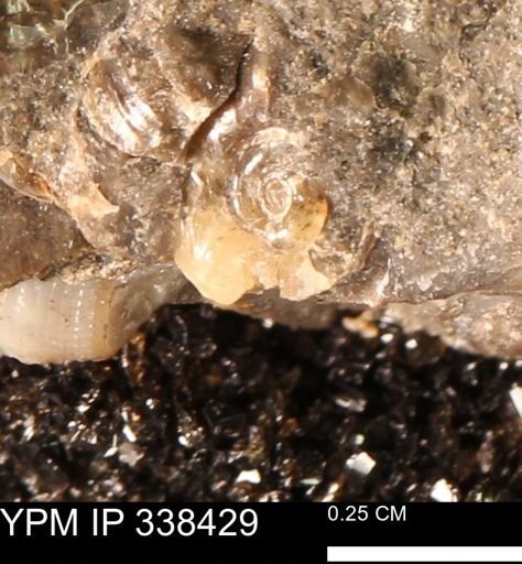 undet. Ammonoidea