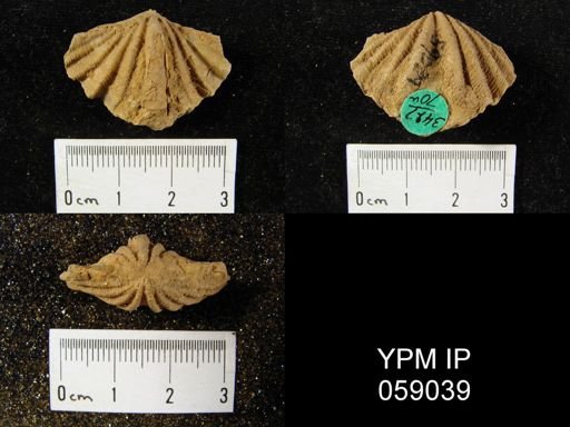 Delthyris perlamellosa