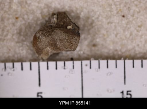 Parallelodon (Cosmetodon)?