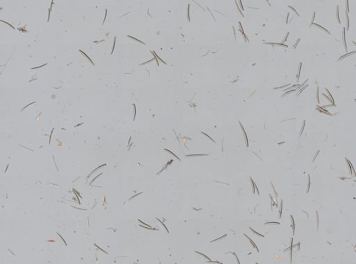 Clathria pennata