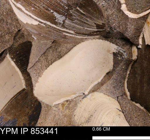 Parallelodon sp.