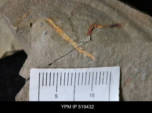 undet. Annelida