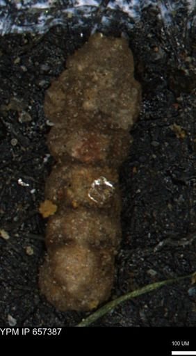 Ammobaculites euides