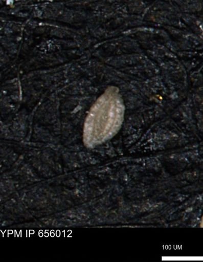 Spirolocammina subcircularis