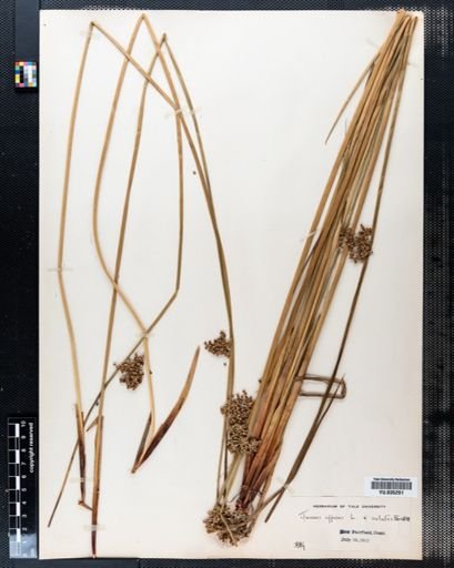 Juncus effusus