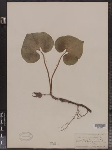 Asarum canadense