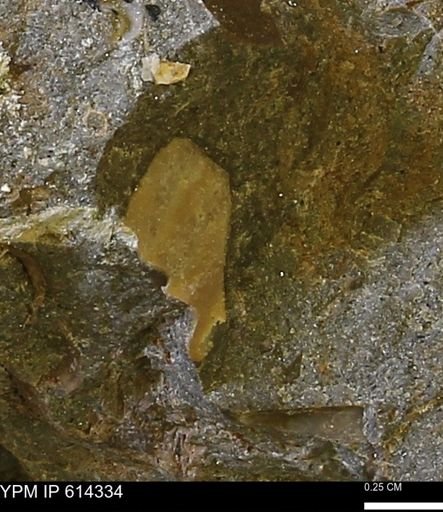 Ammonoidea