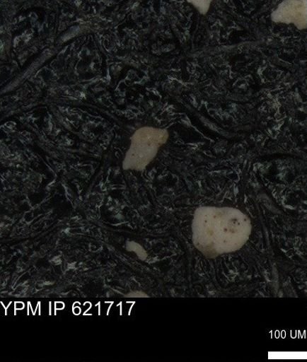 undet. Foraminiferida
