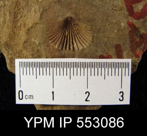 Camarotoechia?