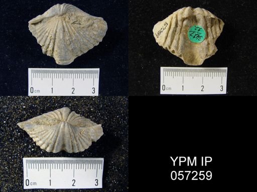 Megakozlowskiella perlamellosa