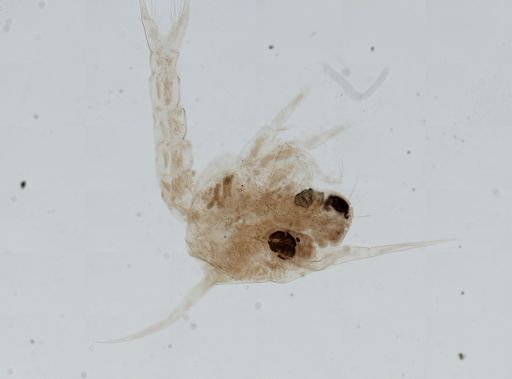 Brachyura