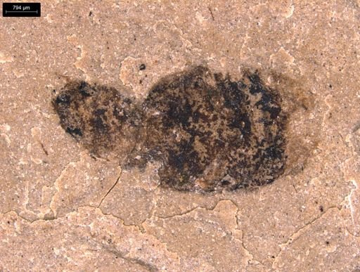 taxon undetermined