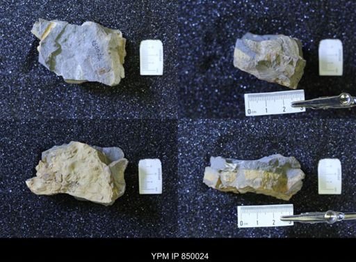 Baculites