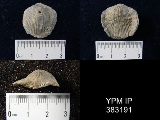 Atrypa reticularis