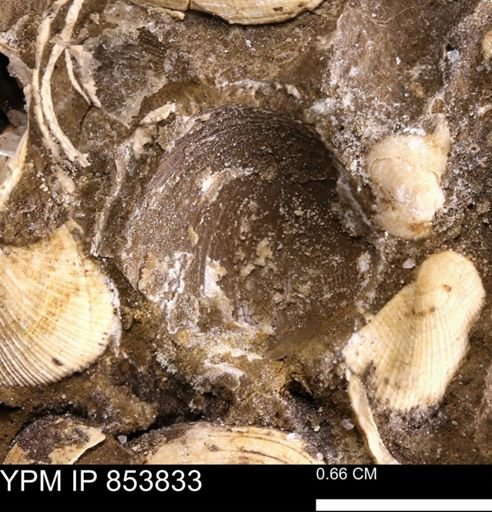 Limopsis striatopunctatus