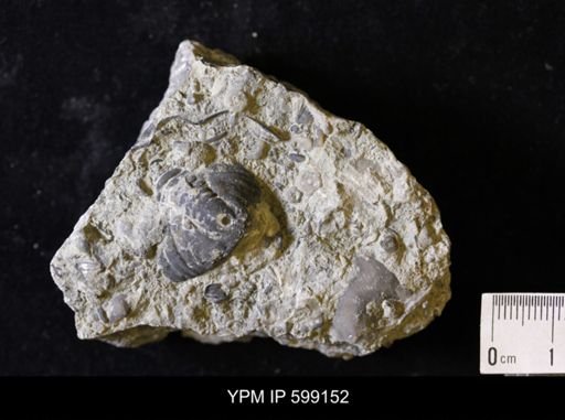 Calymene vogdesi