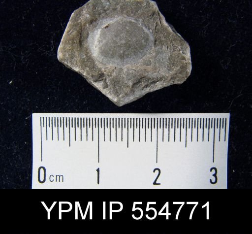 Rhipidomella uberis
