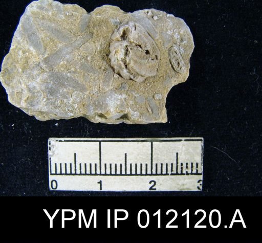 Hustedia meekana