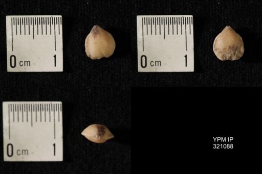 Dielasma breviplicatum