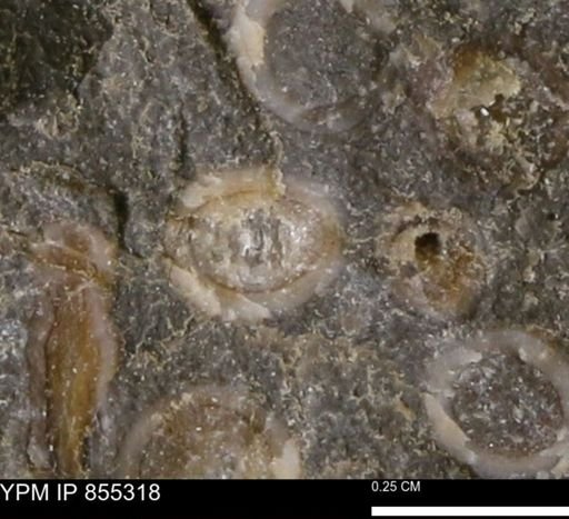 undet. Mollusca