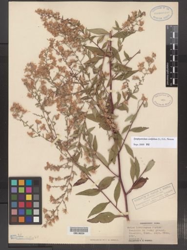 Symphyotrichum cordifolium