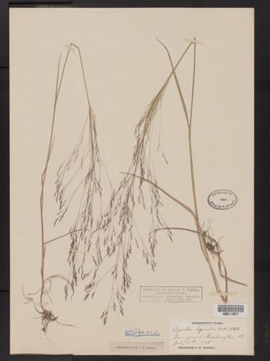 Agrostis hyemalis