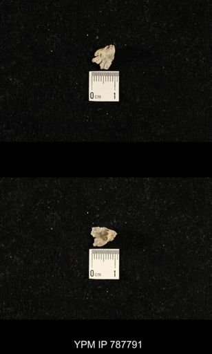 Meekella sp.