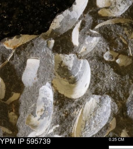 Protocardia sp.
