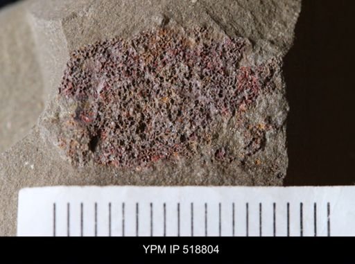 undet. Echinodermata