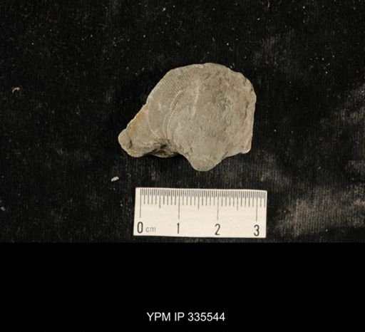 Linoproductus sp.