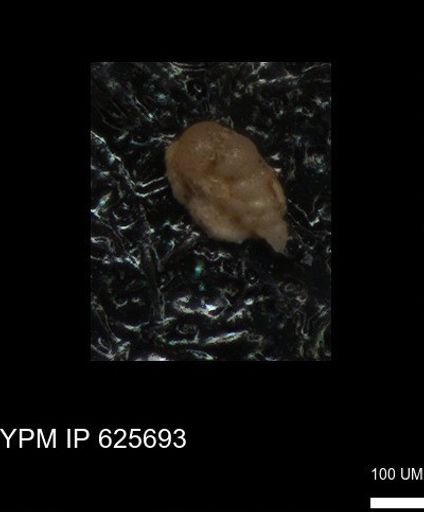 undet. Heterohelicidae