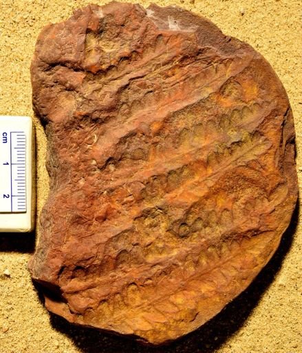 Pecopteris
