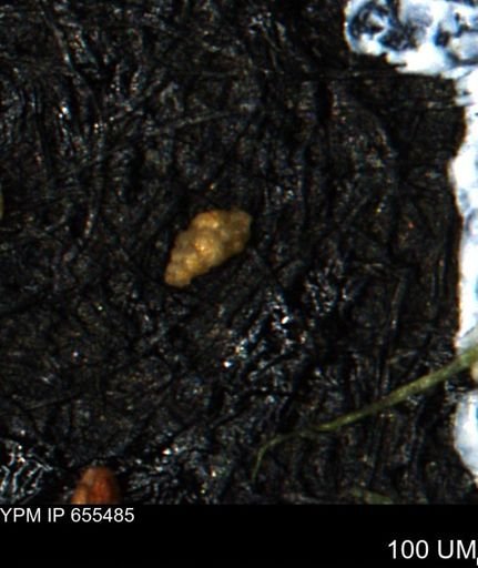 Verneuilina canadensis