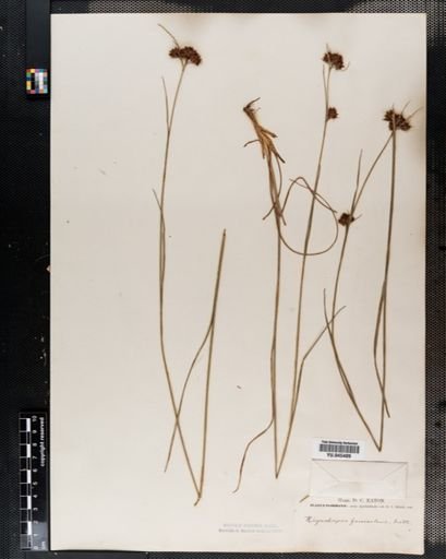 Rhynchospora fascicularis
