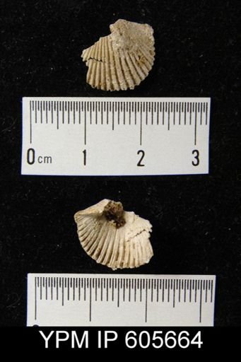 Hesperorthis sp.