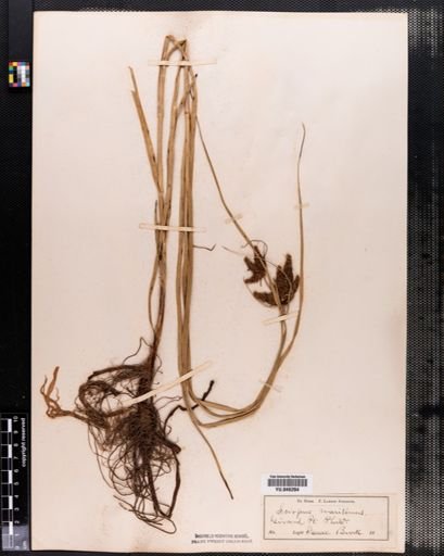 Scirpus paludosus