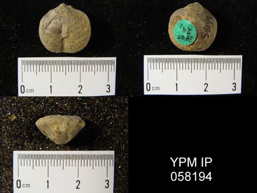 Dalmanella subcarinata