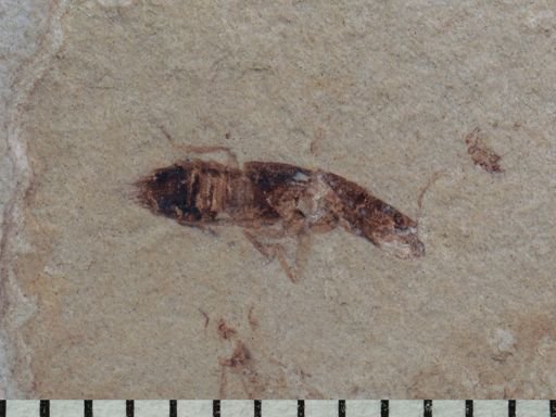 undet. Staphylinidae