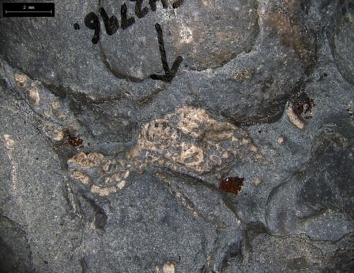 Aplocoma damesii