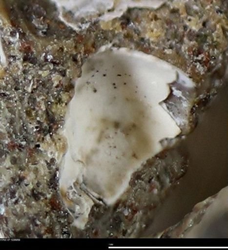 Corbulamella gregaria