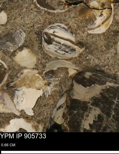 Corbulamella sp.
