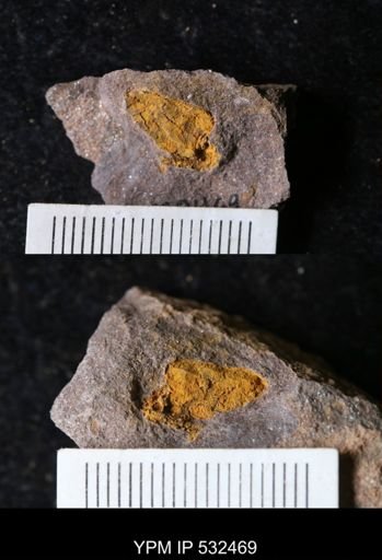 undet. Echinodermata