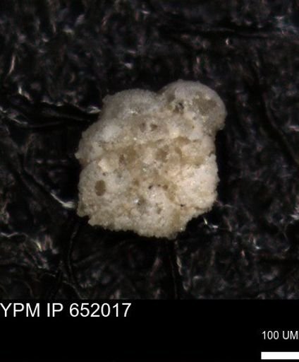 undet. Rugoglobigerinidae