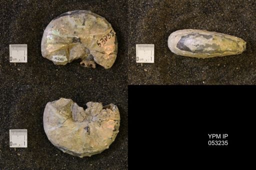 Discoscaphites conradi